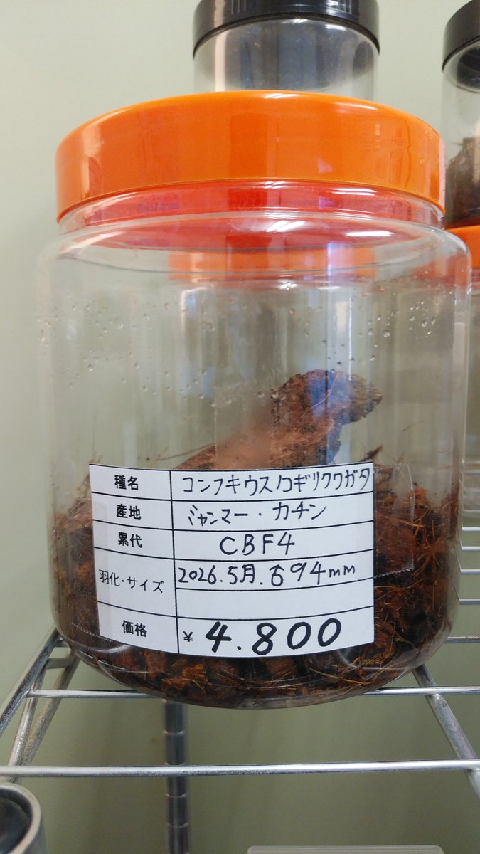 iAjkmsw8OY7GDjv's tweet photo. 野外品ミヤマクワガタ、コンフキウスノコギリクワガタ♂成虫単品、パラワンオオヒラタ3令幼虫♂入荷しました。
#昆虫ショップくわがたセンセー
#ミヤマクワガタ
#コンフキウスノコギリクワガ���
#パラワンオオヒラタクワガタ https://t.co/NxIGq3TUWK