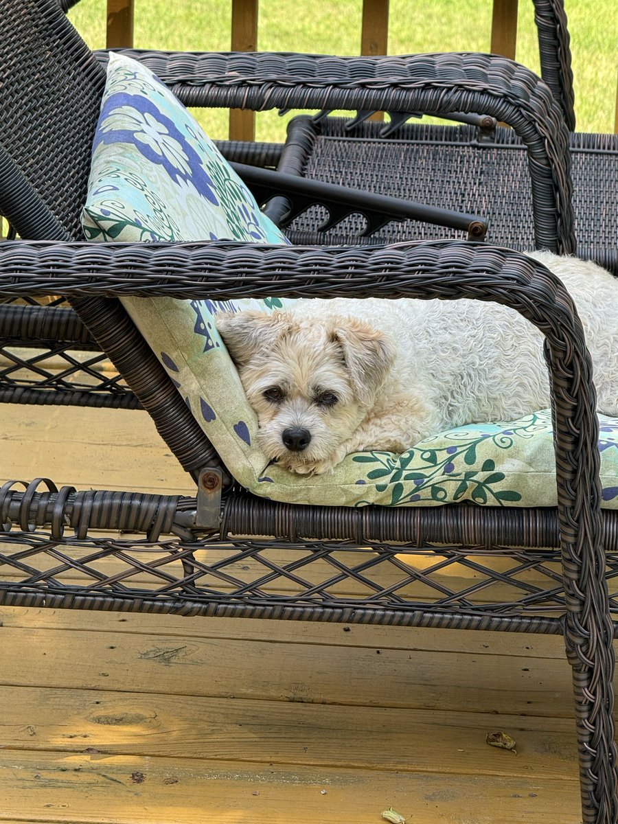 prdmom9701's tweet photo. @TaniaVanZy2228 My Mavis got Citopoint today! Also a Tuesday date for surgery. A bad jump injury tore cruciate ligament and patella displacement. Gotta love ‘em! https://t.co/ggitLCkyYa