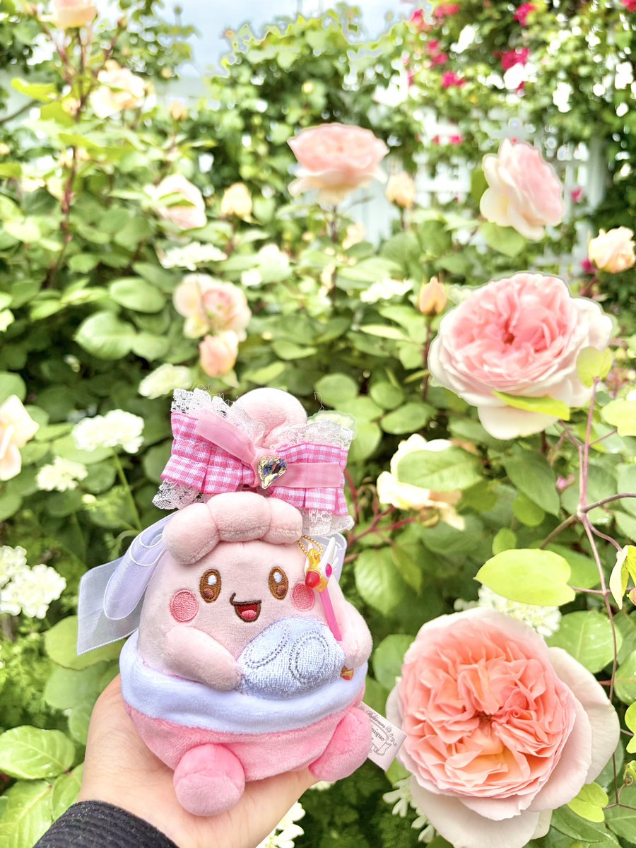 Mariarokon's tweet photo. バラの妖精さん🧚🌹🩷

#ポケぬい #ぬい撮り #ぬい活 https://t.co/7ErWtTn6Yp