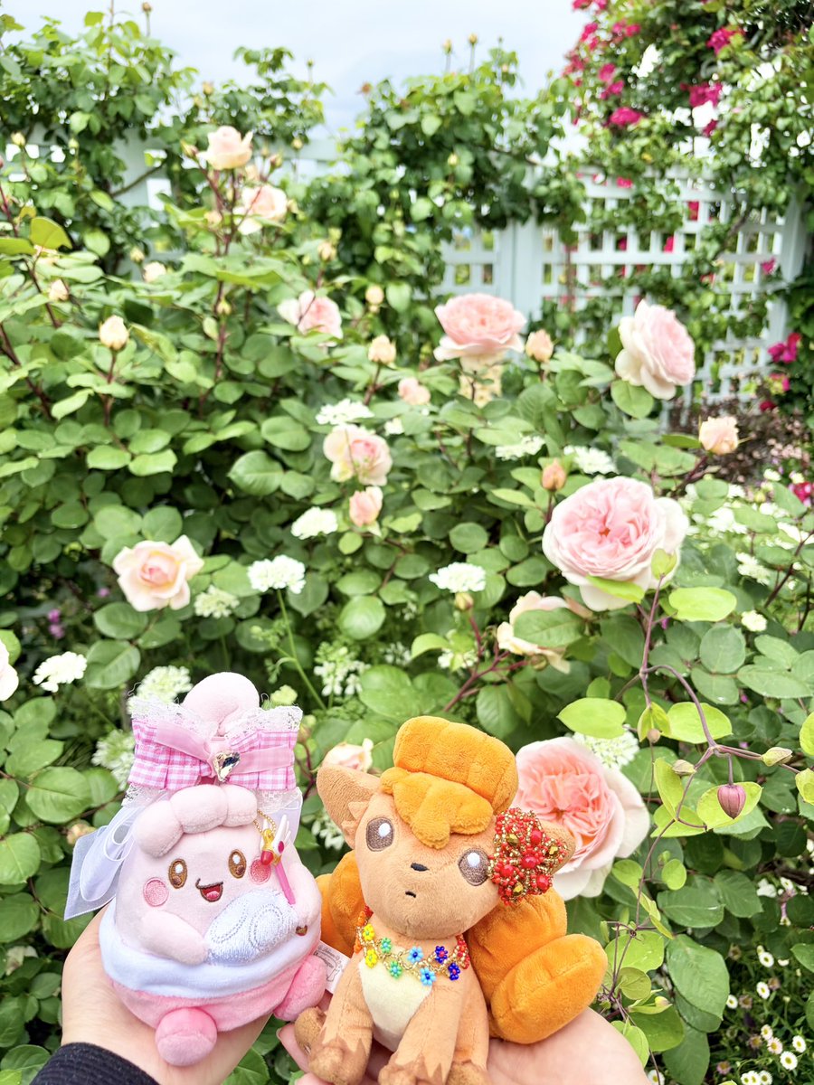 Mariarokon's tweet photo. バラの妖精さん🧚🌹🩷

#ポケぬい #ぬい撮り #ぬい活 https://t.co/7ErWtTn6Yp