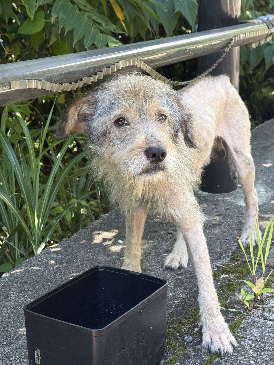 dcvYWjIsouJmqbN's tweet photo. ※迷い犬情報※
指宿スカイライン南出口の
工事中信号のあたりにいます。
※池田湖側出口

ある程度人慣れしているので
飼い犬だったかと思います。

水をあげたら凄い勢いで飲んでました。
指宿警察署にも連絡してあります。

飼い主産の元に戻れるといいな。
捨て犬じゃないことを祈ります。 https://t.co/Vhs2JwNrxE