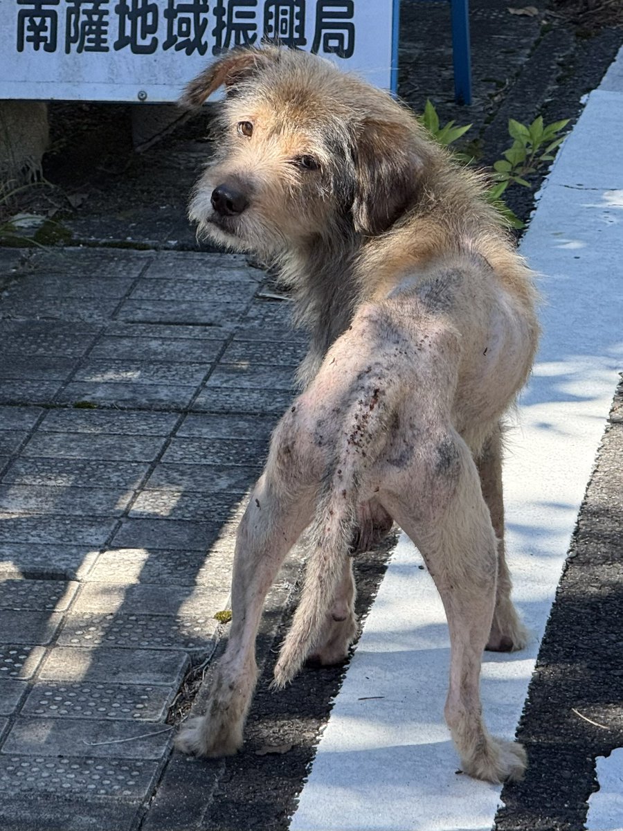 dcvYWjIsouJmqbN's tweet photo. ※迷い犬情報※
指宿スカイライン南出口の
工事中信号のあたりにいます。
※池田湖側出口

ある程度人慣れしているので
飼い犬だったかと思います。

水をあげたら凄い勢いで飲んでました。
指宿警察署にも連絡してあります。

飼い主産の元に戻れるといいな。
捨て犬じゃないことを祈ります。 https://t.co/Vhs2JwNrxE