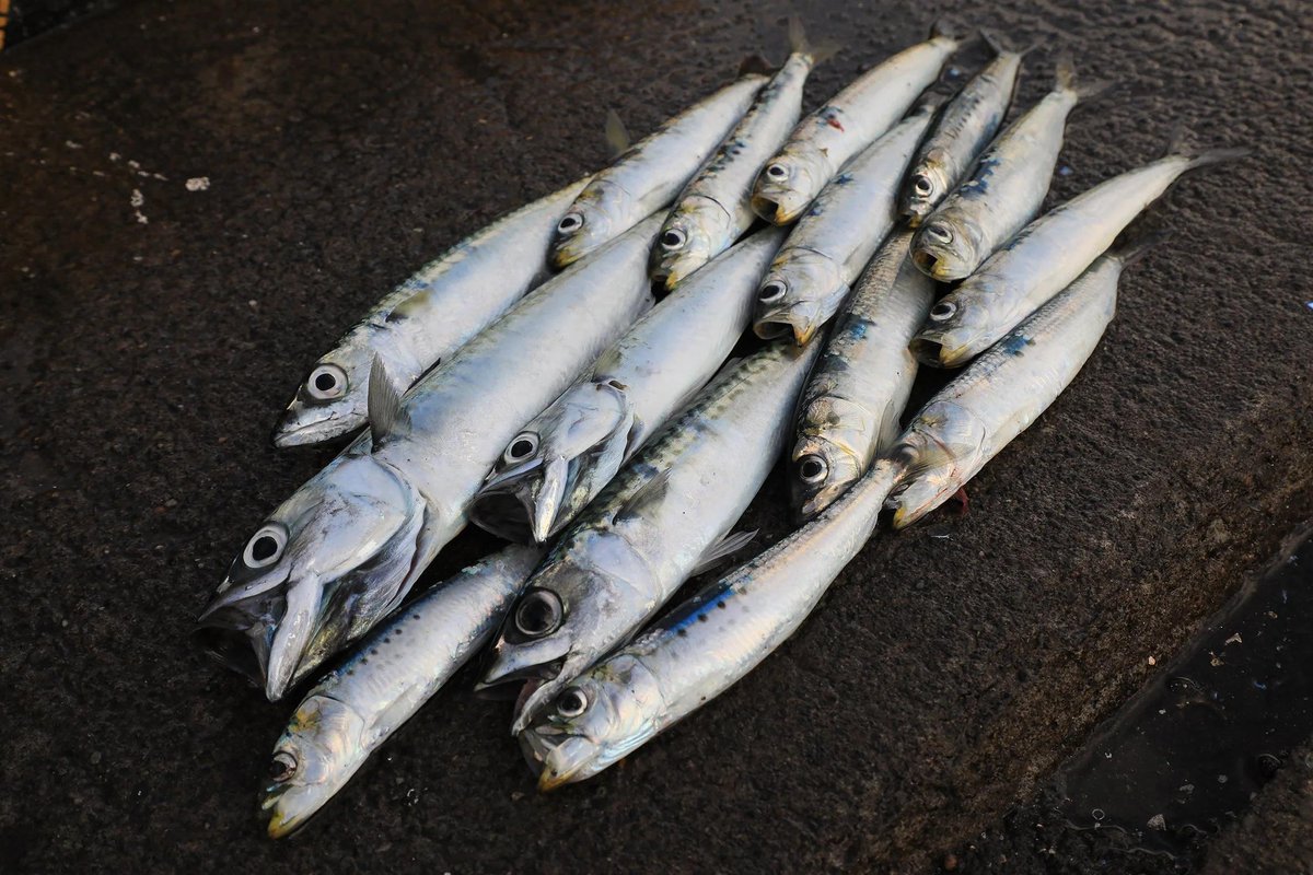 tsureta_hm's tweet photo. 【特集】にサビキ釣りの記事をアップしました🐟
夏休み☀ファミリーフィッシングのご参考にどうぞ！🐱

https://t.co/lY0oOlBaFl

#サビキ釣り
#マイワシ
#サバ
#サヨリ https://t.co/kOH0YZrBhe