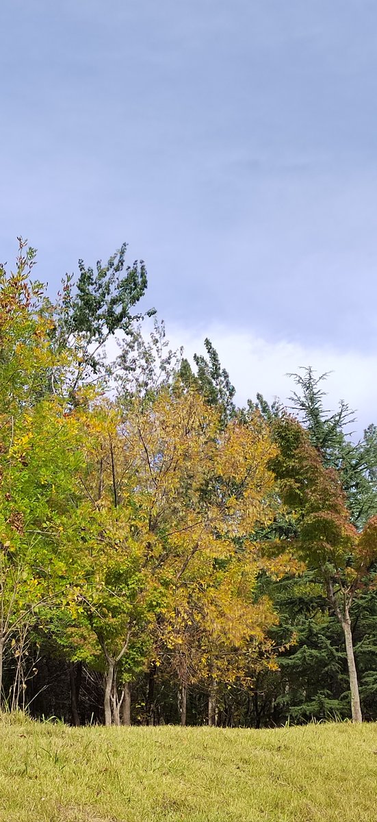 MorleyJuli17225's tweet photo. Sunny autumn morning is the best—crunchy leaves, warm coffee, and no heavy jackets needed! ， https://t.co/6sAmFPWnOt