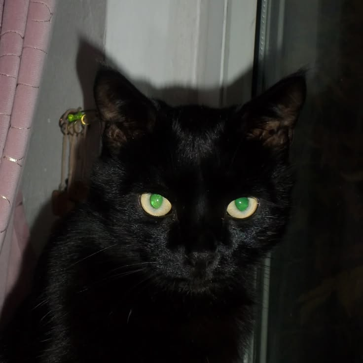 daily catrard tweet media