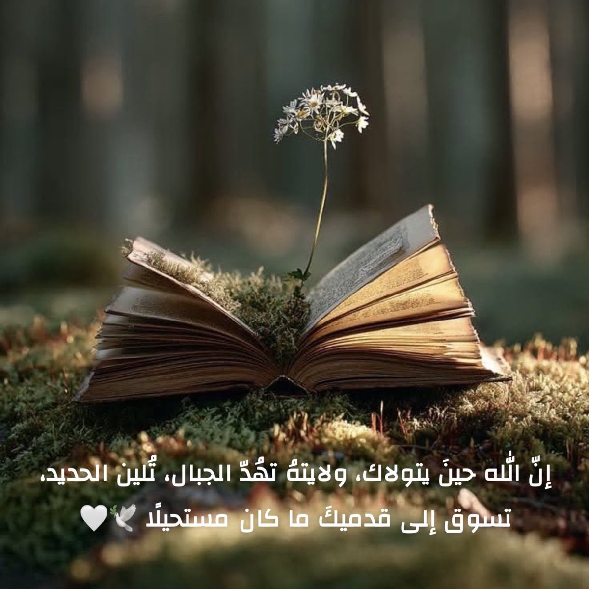 hajarnasser4's tweet photo. ❤️‍🩹🕊️.. https://t.co/8mVFpOjLI8
