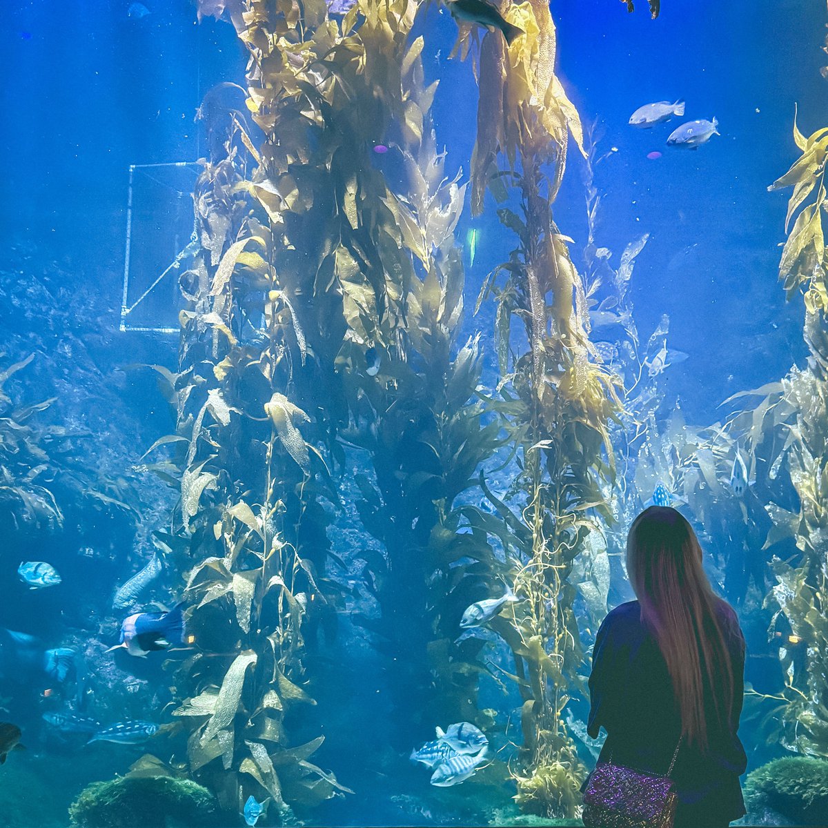 NoisyButters's tweet photo. aint no way Nintendo rented out the Birch Aquarium so we could have dinner and play Splatoon Raiders

I'M SO HAPPY AAAAAA 🦑🌊

@NintendoAmerica #InvitedByNintendo https://t.co/X0I3MDgPMb