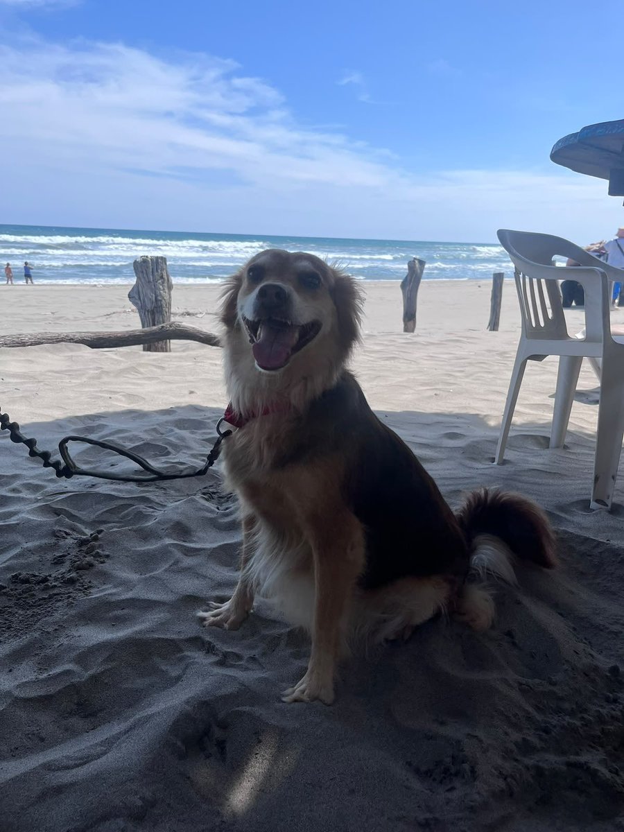 Alina_Gag's tweet photo. Y miren nomás a Bienvenida conociendo el mar con su familia 😍

Se acuerdan de ella? La perrita preciosa llena de sarna que su familia había abandonado?

Ya ni se acuerda. Es profundamente amada y feliz. https://t.co/IL3aaxGnWT