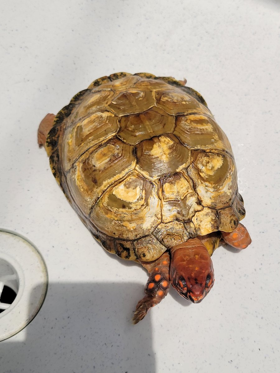 mmnrrnr's tweet photo. トウブの雄になります。
昨年末から食が細かったので室内で飼育してました。
暑くなり食欲も上がってきたので外に出す準備中…排水口が気になるのかなぁ？😱
土で飼えば甲羅のカサつきが良くなるけどうちには土場がない…😢
良い方法を考えねば…😔
#トウブハコガメ https://t.co/FsslNIy4YM