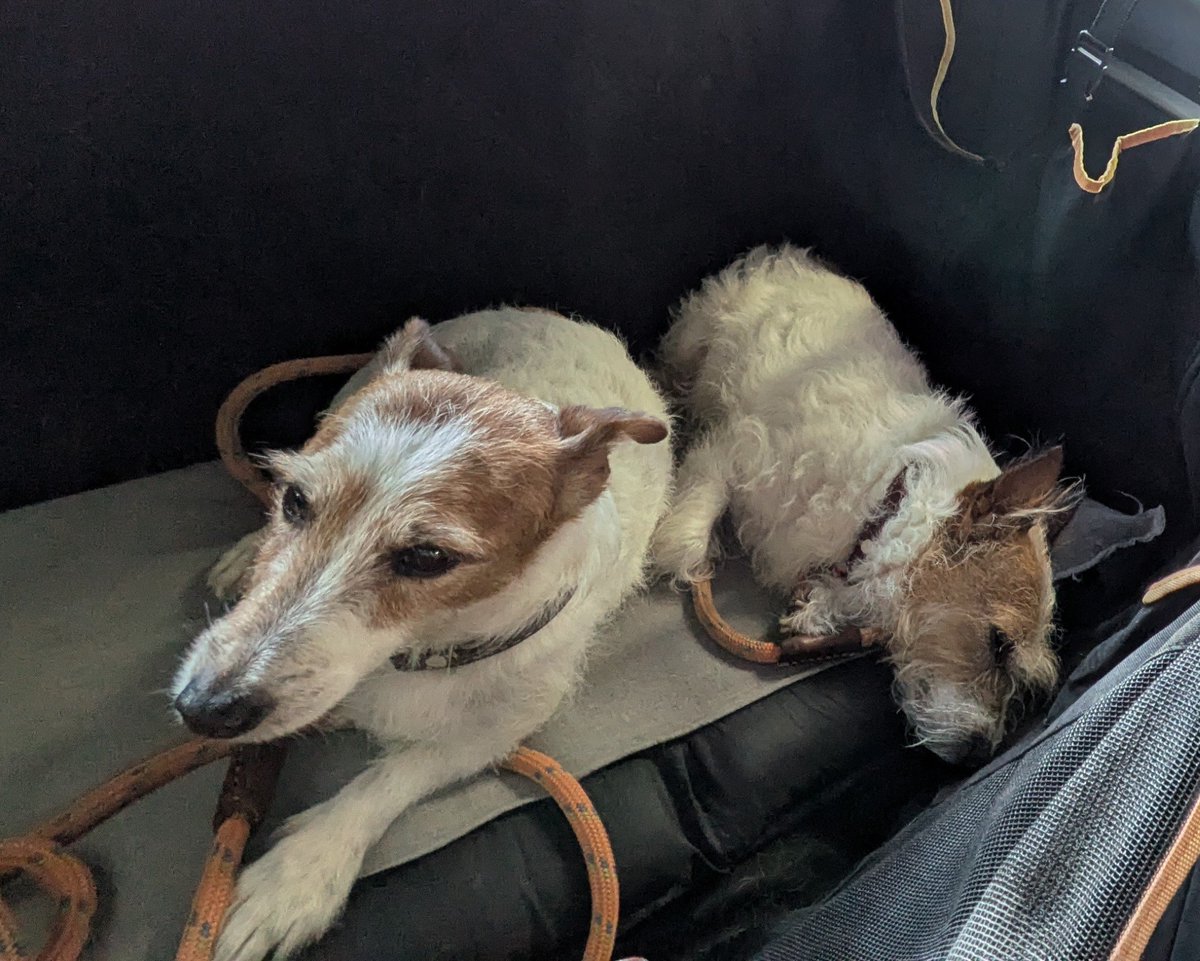 van3griffe's tweet photo. 暑くてお買い物時の散歩も中止。
車でままの帰り待ち・・・・ https://t.co/YTwgUTbO5b