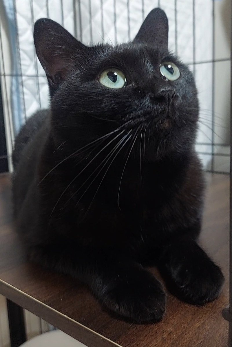 猫のいる暮らし