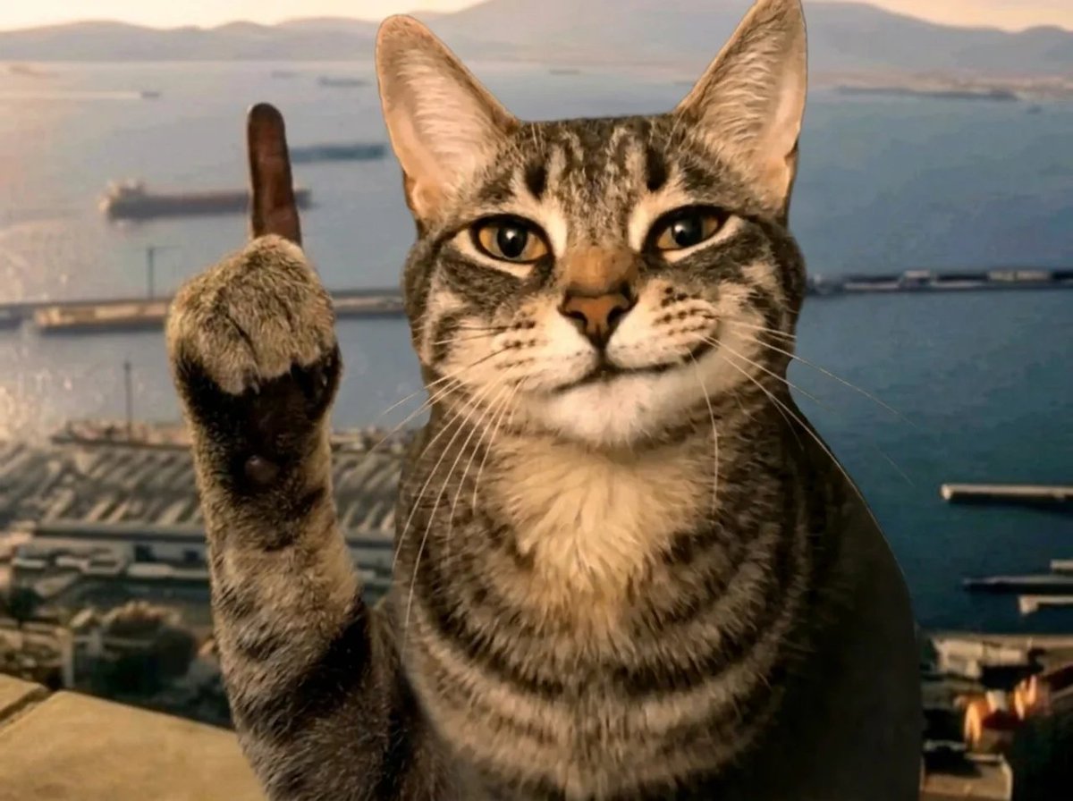 Giggly23SOL's tweet photo. 😼 https://t.co/WKr1m3sBpw