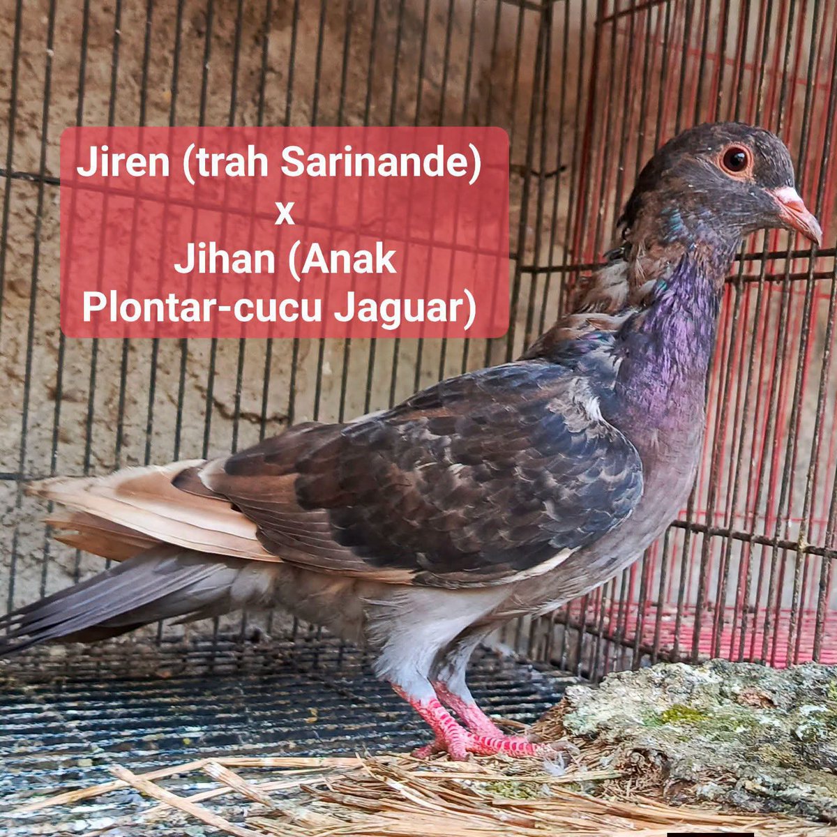 rajablantong's tweet photo. Betina piyik lar 4.

🧔Bpk: Jiren (trah Sarinande - ring Gerbang PWK) 
👩Ibu: Jihan (anak Plontar-cucu Jaguar - ring SG 105) 

Full mata asem kanan-kiri. Asyik pegangan nya. Semoga jadi susuatu 🤭 https://t.co/HNsNyvnIHJ