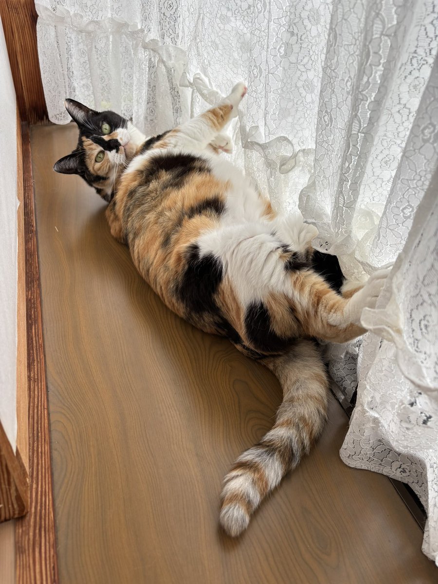 gerberatomo's tweet photo. 申し送り中のナナ
すでに… https://t.co/gNKkHaXpTW