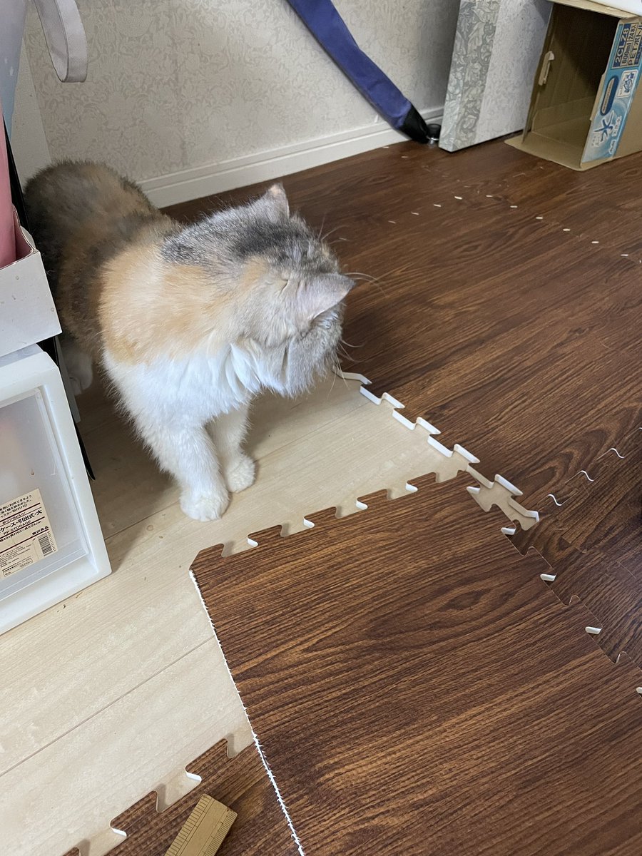 chiko_with's tweet photo. なんかおちっこくさいけどどこかわからない、というまま平日を過ごして、ようやく休日の朝から大捜索したら、トイレの下でした。横から漏れた？なんで？という場所。床材張り替え😂 https://t.co/2SqFhLgwOw