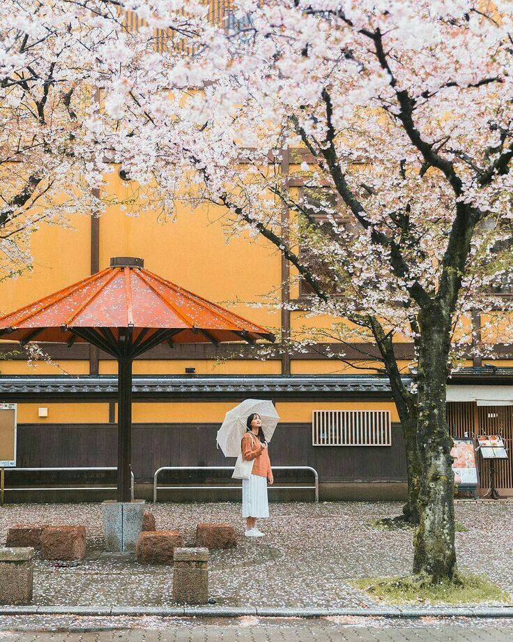 auslife1993's tweet photo. Kyoto, Japan 🇯🇵🎎 https://t.co/Cv4K1NmZtg