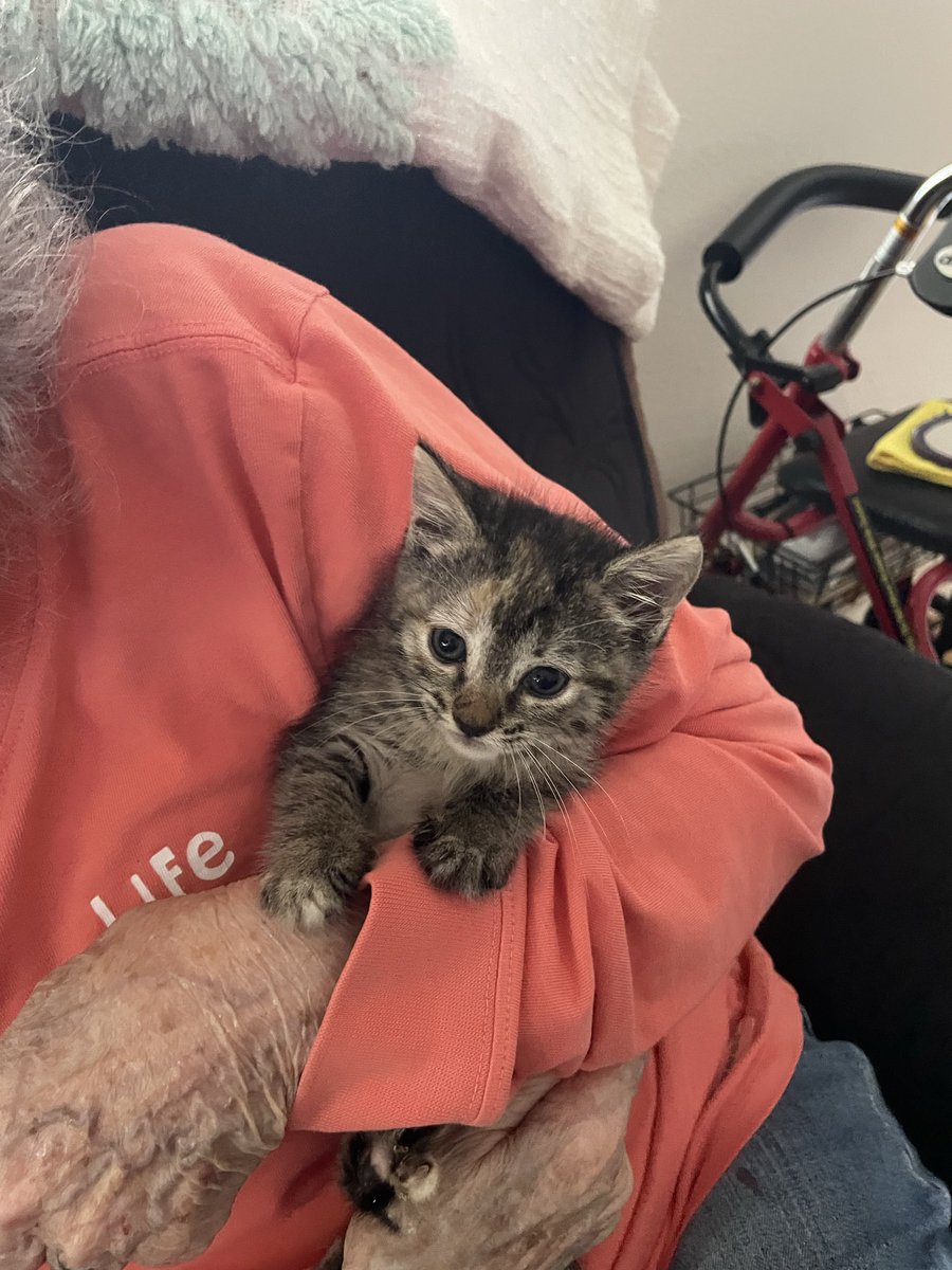 quigg_kim's tweet photo. @Magoo72810763 My mom’s kitten was just on solid food when she went to the hospital. Her kitten still sleeps outside her bedroom door a year later. https://t.co/MruuqUvrhj