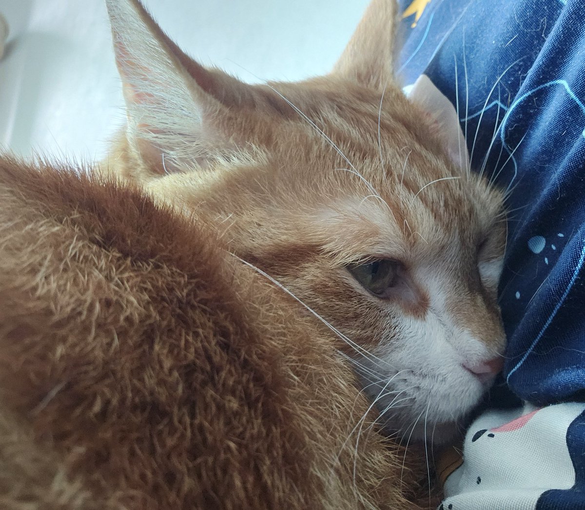 kkulbok_'s tweet photo. 우리집 고양이 응석 이정도로 심함
사유: 어제 놀러나갔다가 집에 늦게 귀가함 https://t.co/YE9WvITPNo