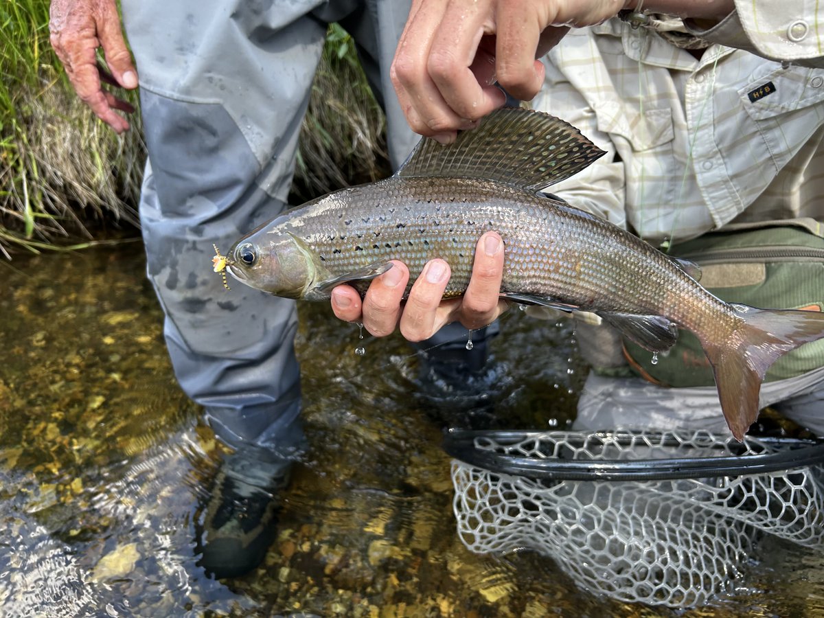 turner_emi65255's tweet photo. Fished MT today. Small stream, all wild trout. Cutthroats, brook, and the big deal— we each landed a grayling. Moose made an appearance along with antelope and mule deer. https://t.co/LZAUb5Zz1h