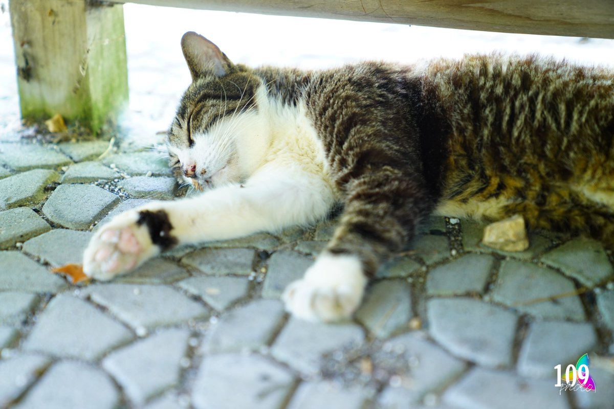 109Photo__'s tweet photo. 【無加工】

猫が日陰で

のびる暑さ

#109Photo https://t.co/iU3IymTu9T