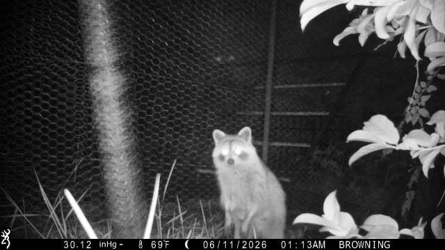 foard_jay's tweet photo. @SantaDecides This guy was trying to find a way to sneak into my chicken coop.. you can guess what list he's on.. 😑 https://t.co/WcL2HeCZIe