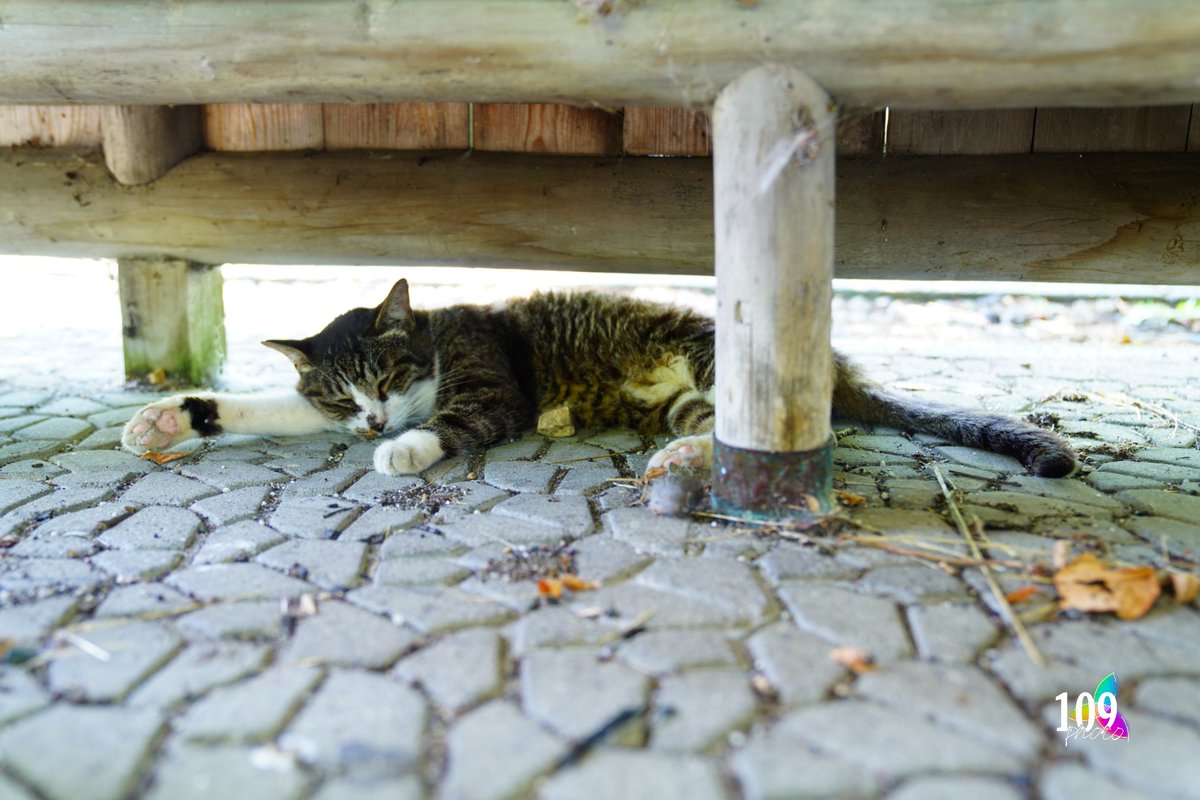 109Photo__'s tweet photo. 【無加工】

猫が日陰で

のびる暑さ

#109Photo https://t.co/iU3IymTu9T