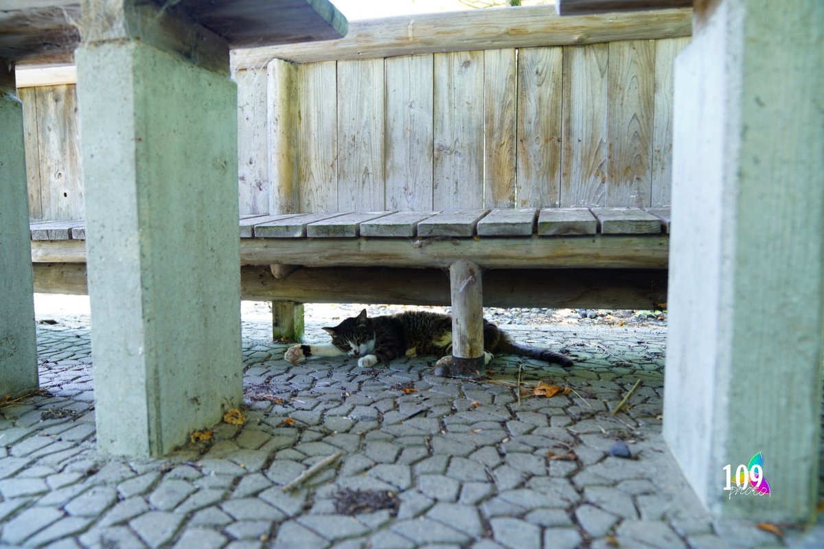 109Photo__'s tweet photo. 【無加工】

猫が日陰で

のびる暑さ

#109Photo https://t.co/iU3IymTu9T
