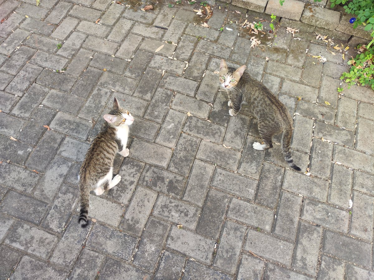 BaronZolner's tweet photo. Guess I'm a cat magnet now. https://t.co/ba4gvKSsjz