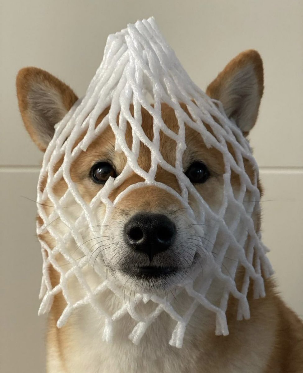 CuteDogMagic's tweet photo. https://t.co/c9XLXKM8UM