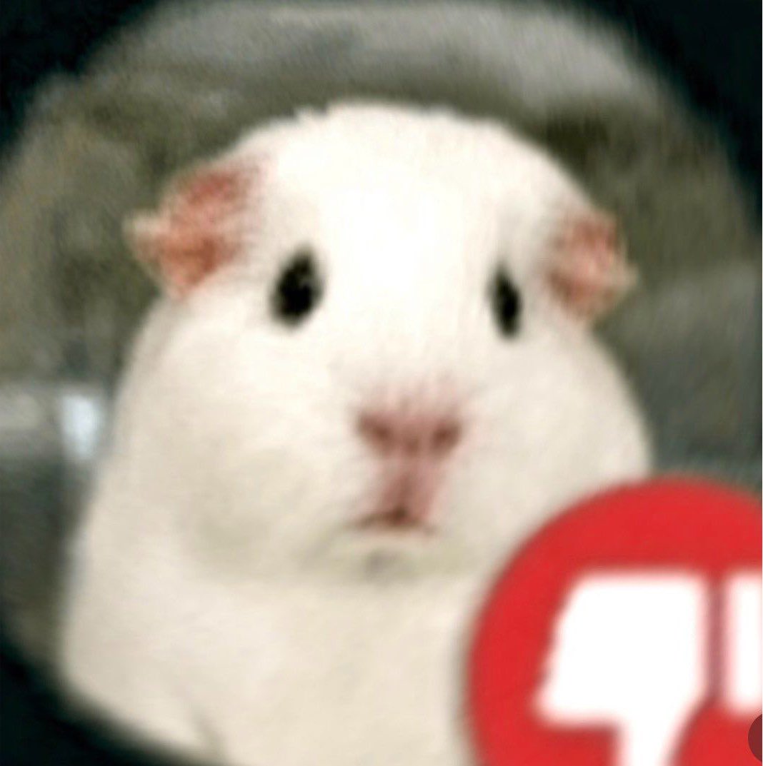͏ ͏ ͏ ͏ ͏ ͏ ͏ ͏ ͏ ͏ ͏ ͏ ͏ ͏ ͏ ˡᵃ ♰ 𝓼𝖎𝚐ᴺ͟ ଼𝔯𝓪 tweet media