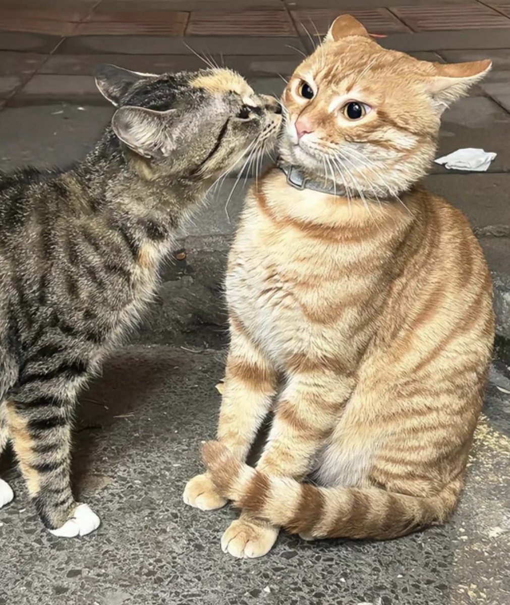 twaniimals's tweet photo. https://t.co/aeTJ3CWWia