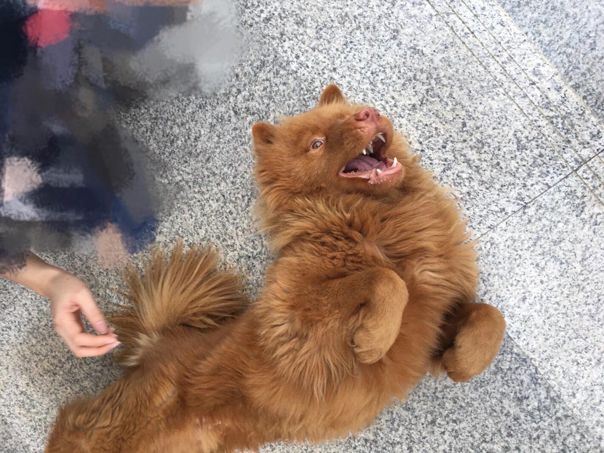 AlfonsoMucholap's tweet photo. My rescue pup keeps every gloomy day warm and waggy  Best little companion ever! https://t.co/XeFDDix88d
