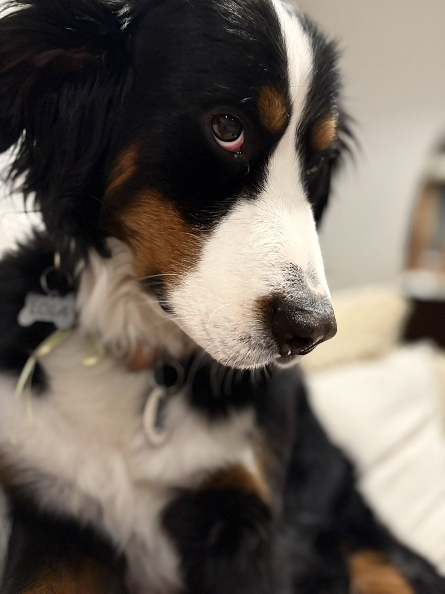 soylamirucha's tweet photo. @kicocrea Lola 🥰 https://t.co/DeAYAmYcnc