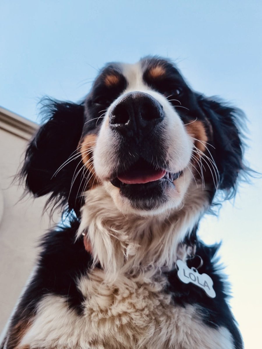 soylamirucha's tweet photo. @kicocrea Lola 🥰 https://t.co/DeAYAmYcnc