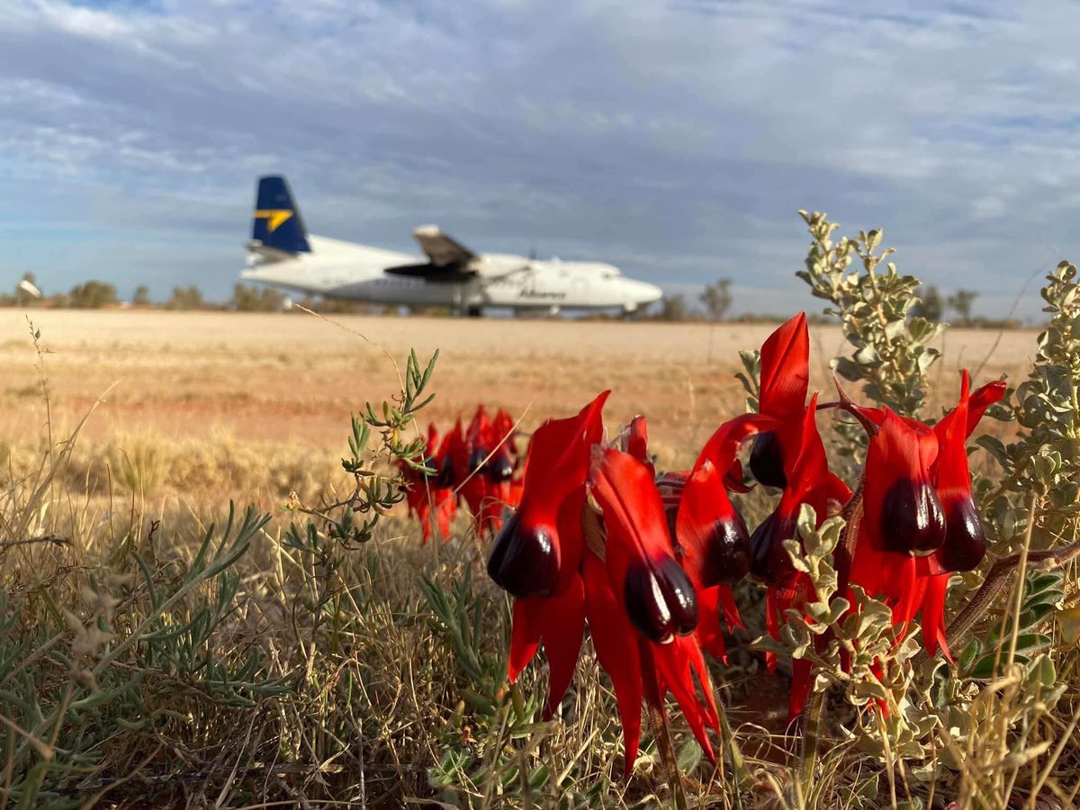 DanielRPalmer80's tweet photo. @thenewarea51 A photo I took at the Olympic Dam runway in South Australia before Alliance retired its F50 fleet. https://t.co/DvYIhzgAcq