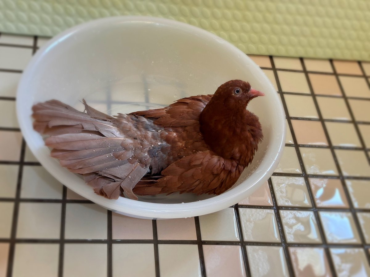 tyabo_cocco's tweet photo. しおんちゃんトリコモナス完治しました！🥳👏🏻
2週間前の検査ではまだ治っていなかったんですがやっと投薬終了できて一安心；；
ただ相変わらず全く自食しないので飼い主は気長に団子製造業に従事します🍡🕊️ https://t.co/9BvIsyGHOe