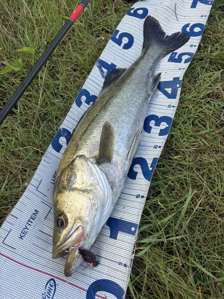 daiP_A_LUNKER's tweet photo. 灼熱🌞デイゲーム！
2キャッチ✨
イイ汗かきました！

#SEABASS
#シーバス
#CANNA15
#fimoオリカラ
#YUKARI考案カラー
#グレアダラ
#APIA
#Foojin'RS
#PURSUINGALUNKER. https://t.co/XfPl3YsAPt