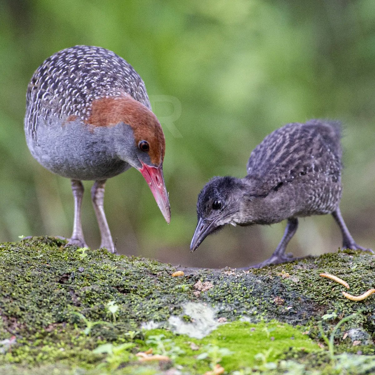 TheBatBotLab's tweet photo. Tiny velociraptor training day🐣🦖: Slaty-breasted rail (Lewinia striata) chicks can forage shortly after hatching, but quality-control inspections remain mandatory👀🪱. Photo: Jason Bugay Reyes. #Biodiversity #Wildlife #Birds #Birding #WildlifePhotography #NaturePhotography https://t.co/wd83Z4y84x