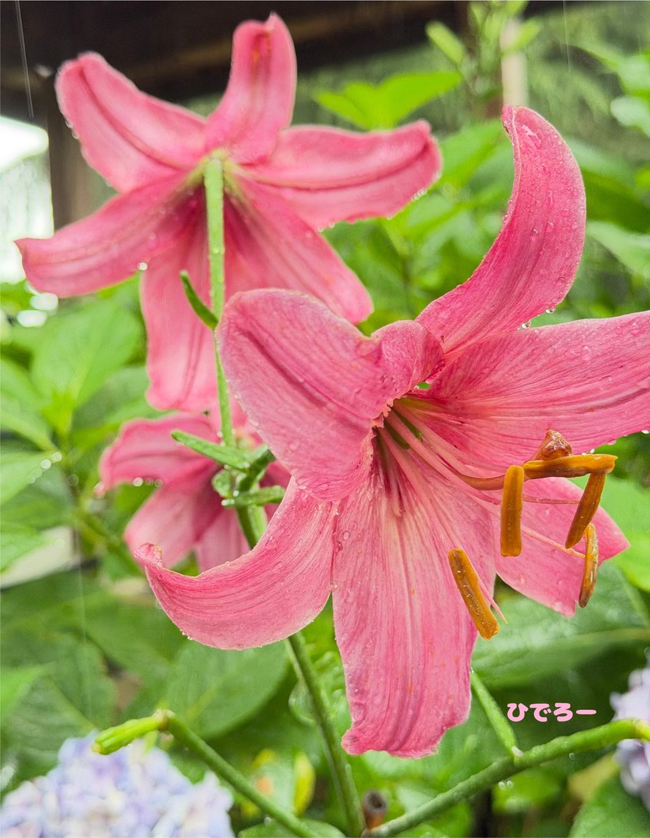 hideroooooooo's tweet photo. おはこんにちは😃☕️🌿.•*

7月25日 土曜日☁️曇り時々晴れ☀️｡°
早朝から暑いです😅💦

学生さんは夏休み🏖🌻☀️
宿題や課題は早めに終わらせて思いっ
きり遊びましょう😆‼️

酷暑日が続いてます🥵🔆｡°
こまめな水分補給は必須ですよ😉🥤✨

暑さに負けず素敵な週末をお過ごし
ください🍀.*( * ॑꒳ ॑*)💐🎀⟡.·