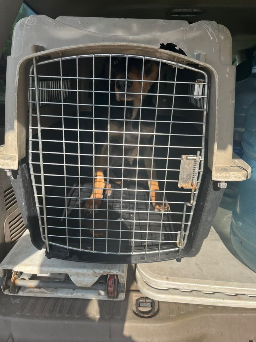 EuridiceAckerm1's tweet photo. FUI AL LLAMADO DE UN RESCATE POR MALTRATO,USTEDES DIRAN QUE POR QUE AGARRO MÁS, PERO.. SI NO SOMOS NOSOTROS QUIÉN? YA ESTA CONMIGO BAJO RESGUARDO 
15 PESOS, 20 PESOS LO QUE SEA SU VOLUNTAD PARA PODERLA AYUDAR,SE RESGUARDARA HASTA SU ADOPCIÓN, VENTAS DE ARTÍCULOS EN HUEHUETOCA https://t.co/4TRUjZhBrm
