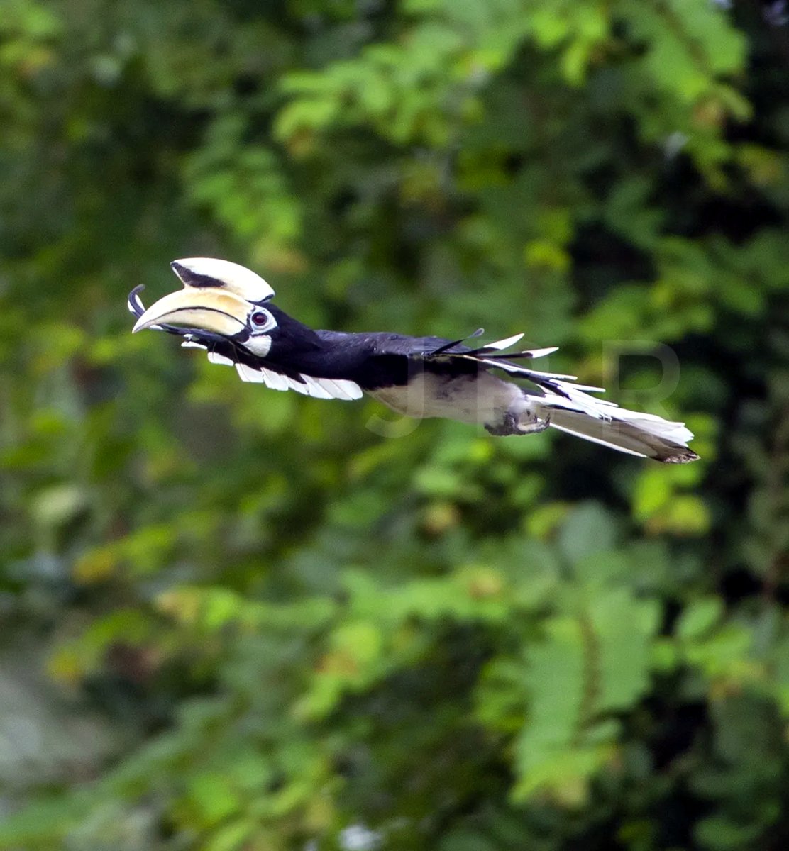 TheBatBotLab's tweet photo. The beak is not a design flaw😎📏: Oriental Pied Hornbill (Anthracoceros albirostris) uses its oversized casque and bill for communication, display, and efficient fruit handling🍉🎭. Photo: Jason Bugay Reyes. #Biodiversity #Wildlife #Birds #Birding #WildlifePhotography https://t.co/h8QME4HSuK