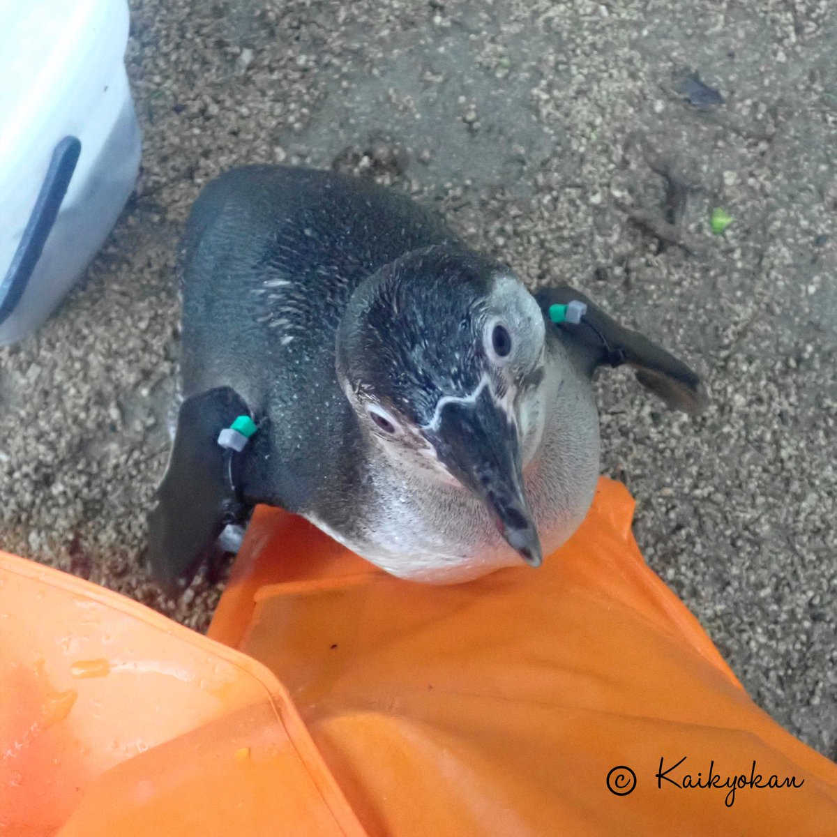しものせき水族館「海響館」公式 tweet media