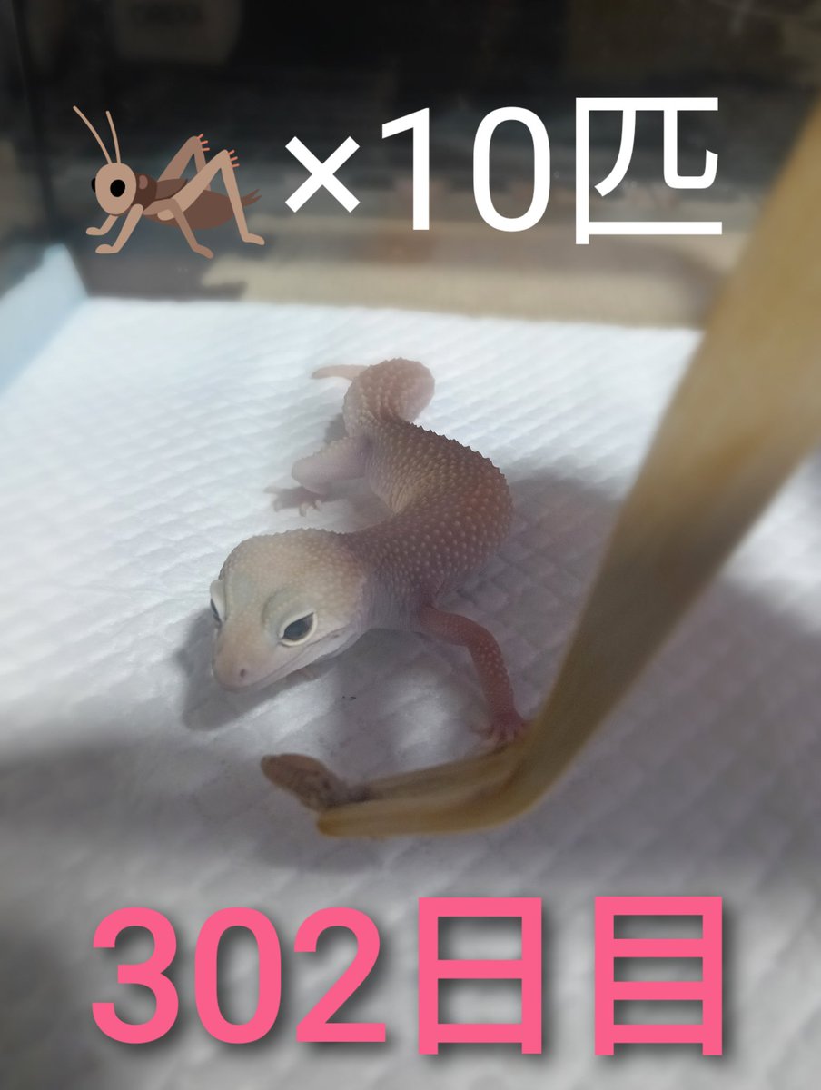 Muse31540490's tweet photo. ディアブロちゃん♥302日目♥もうすぐ、1年ね♥
#レオパ #レオパードゲッコー #ヒョウモントカゲモドキ #ディアブロブロンコ https://t.co/iNhehWR4aH
