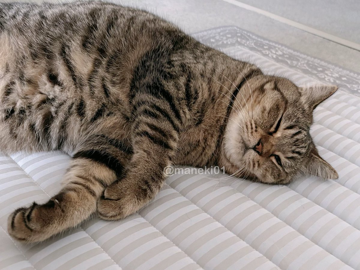 maneki01's tweet photo. 冷感カーペットでねこもごろごろ
#フクたや https://t.co/sMtU6wQh08