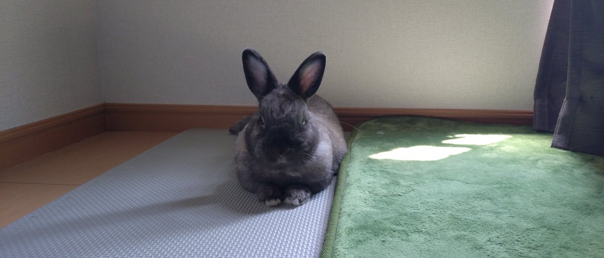 lmHelloman's tweet photo. ファンフェス始まるまで一緒にごろんちょすっか〜 https://t.co/arYwi9NEq8