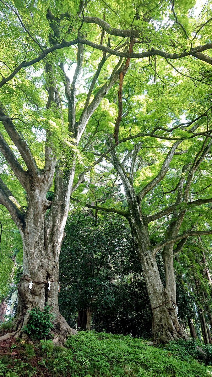 ささ•*¨*•.¸♬︎ ｻﾜｻﾜｻﾜ〜♪🌿 ｻﾜﾜﾜ〜♪🌿