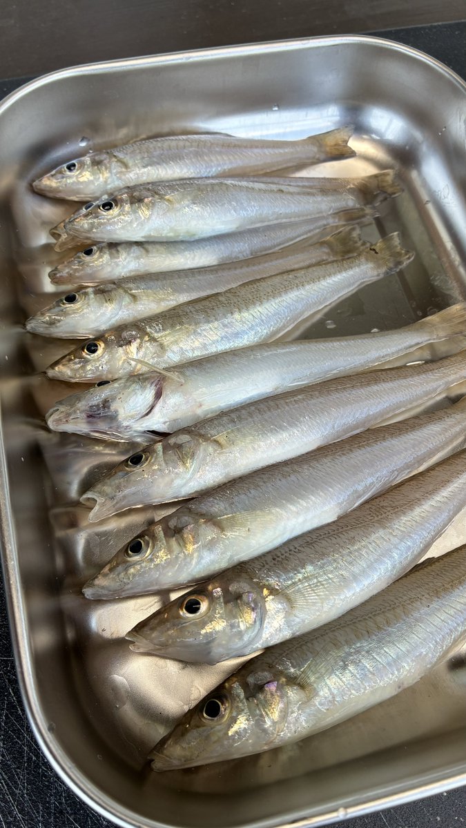 ShimeSAVAfish's tweet photo. 半年振りの釣行😂
三重県津市北部(河芸)のサーフです
4:30過ぎ〜8:00まで

活性は悪くないですが、針がかりが悪くて釣果は渋め…サイズはレギュラー主体で良かったです☺️ https://t.co/4aUef8CVV2