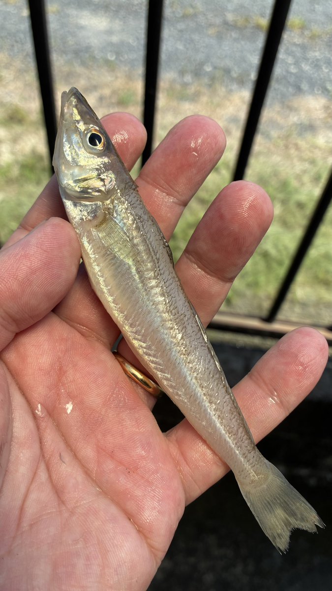 ShimeSAVAfish's tweet photo. 半年振りの釣行😂
三重県津市北部(河芸)のサーフです
4:30過ぎ〜8:00まで

活性は悪くないですが、針がかりが悪くて釣果は渋め…サイズはレギュラー主体で良かったです☺️ https://t.co/4aUef8CVV2