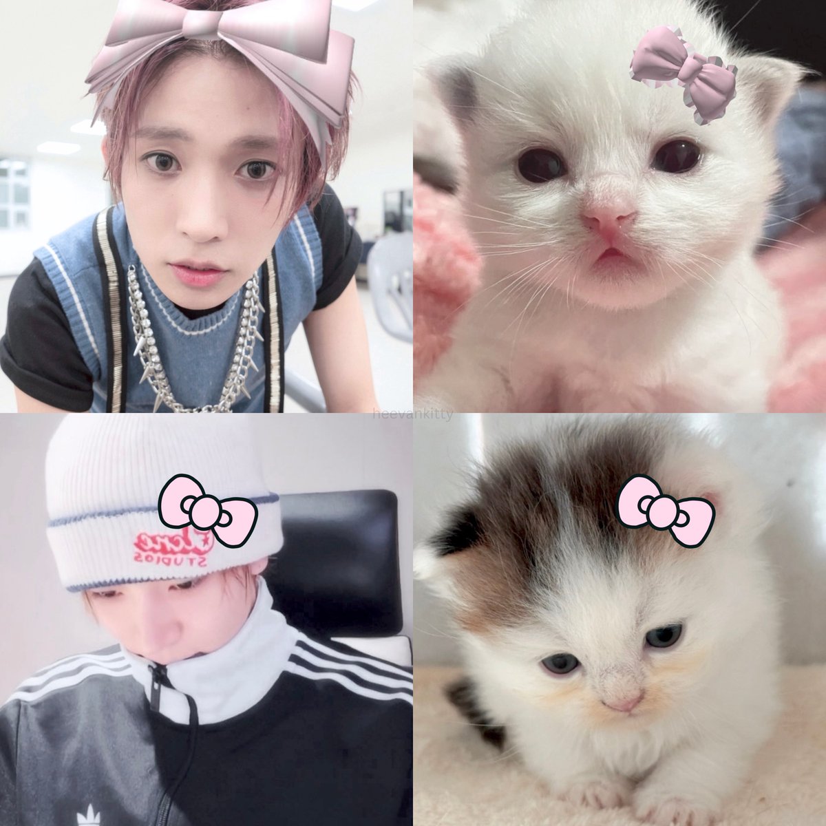 heevankitty's tweet photo. 냥냥 ฅ^>⩊<^ ฅ https://t.co/baGwy0f6vA