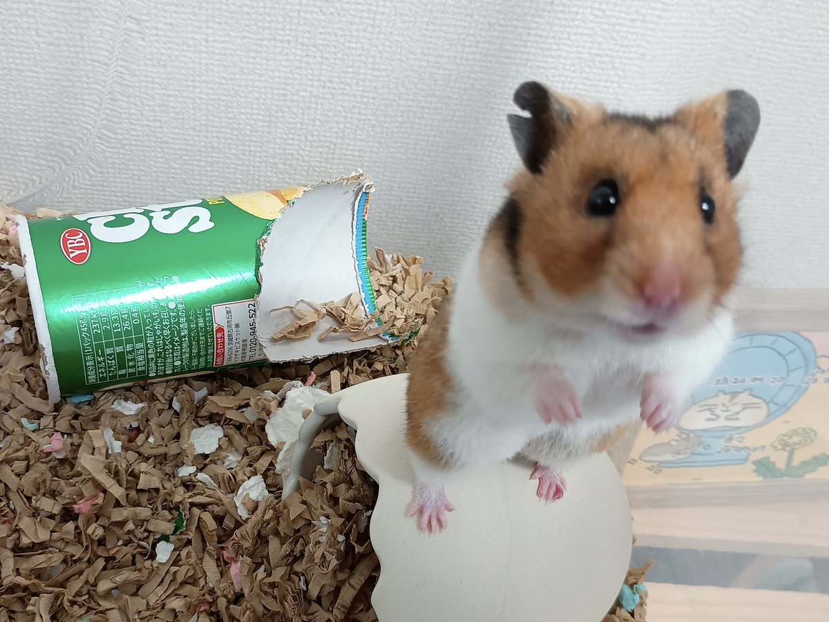 ham_edia's tweet photo. ハムメディア里親募集中🐹

元気な男の子、くぬぎくんです😊
夜になると準備万端🐾毎日運動会を繰り広げています💨

かわいい子たちが幸せになるのを待ってます。
よろしくお願いいたします。
#HAM172
#保護活動
#ハムスター
#里親募集中

https://t.co/HyD76usm5r https://t.co/q2o4LkVOCc